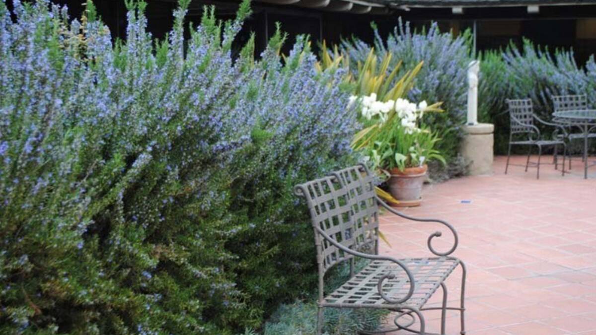 GARDEN STAPLE: There is a lot to like about Rosemary which comes in a number of varieties, is largely drought resistant and also responds well to pruning.