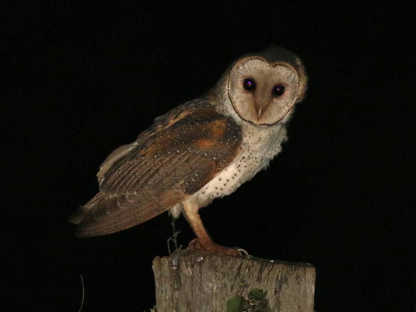 NIGHT STALKER: A Barn Owl caught in the light on  a fence post.