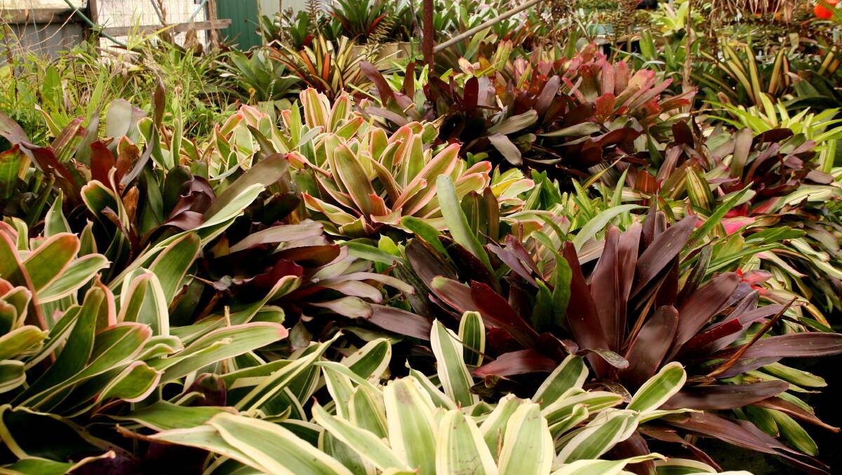 PLENTY OF APPEAL: Bromeliads bring interest and colour to your garden, like semi shade and have the added benefit of being low maintenance.