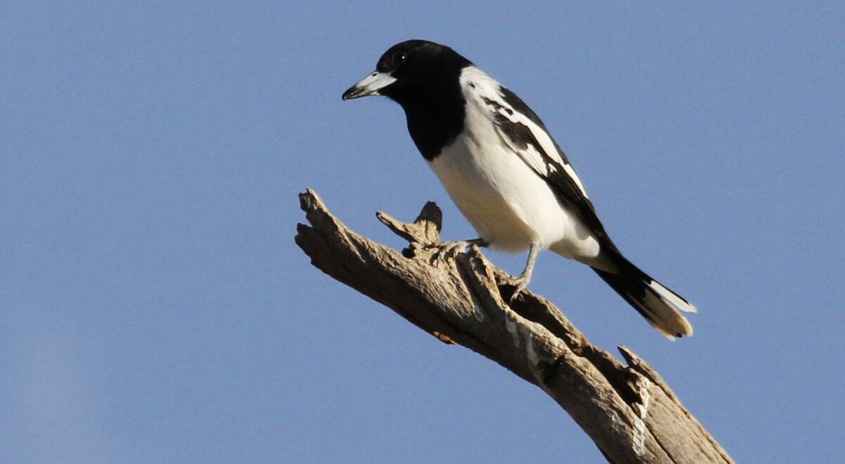 BRILLIANT SONG: The strikingly coloured Pied Butcherbird is renowned for its song, among the finest of all birds.