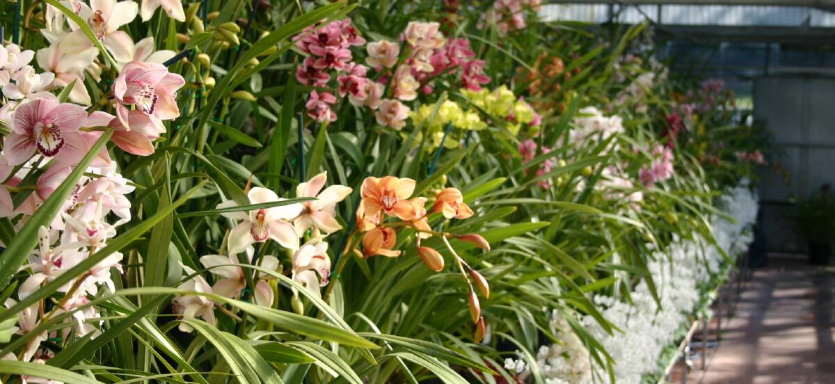TIME FOR WORK: Some timely preparation on your orchids now will help ensure a beautiful display later in the year. 