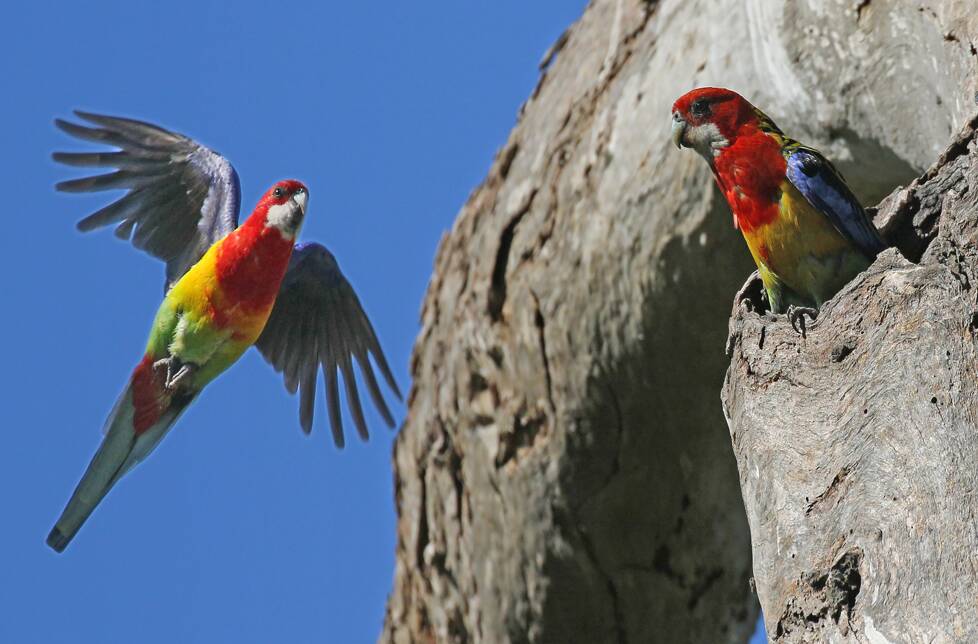 Nesting rosellas: what a find