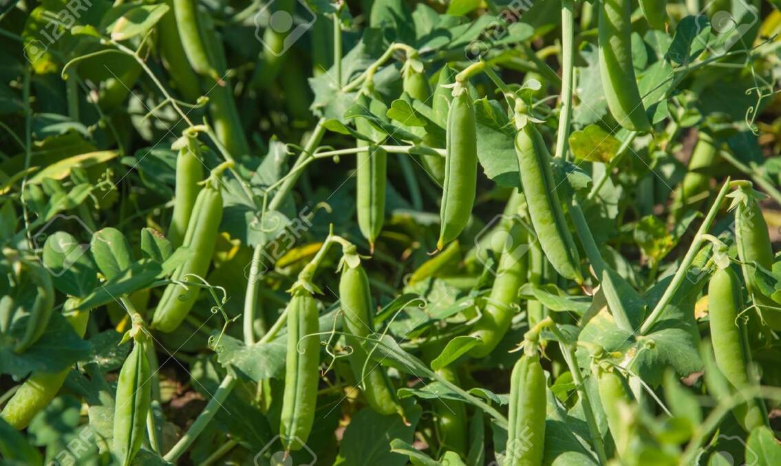 GERAT FOR KIDS: Growing peas is a great way to introduce children to the joys of gardening.