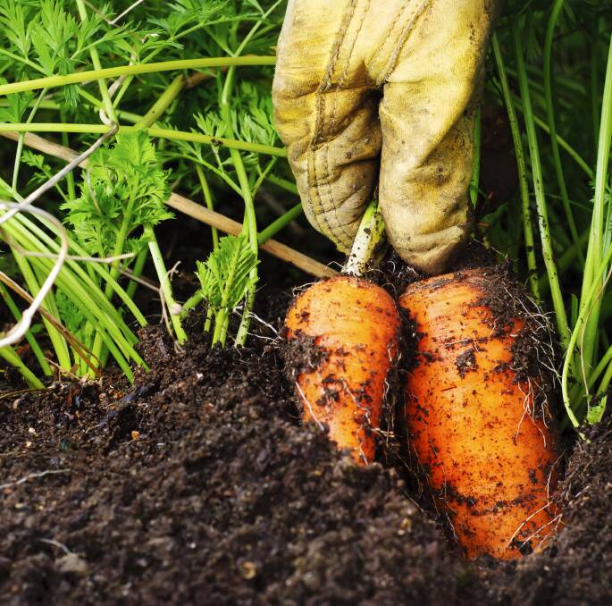 LOVE THE WARMTH: Carrots are one of a number of vegetables that should ideally be planted at this time. 