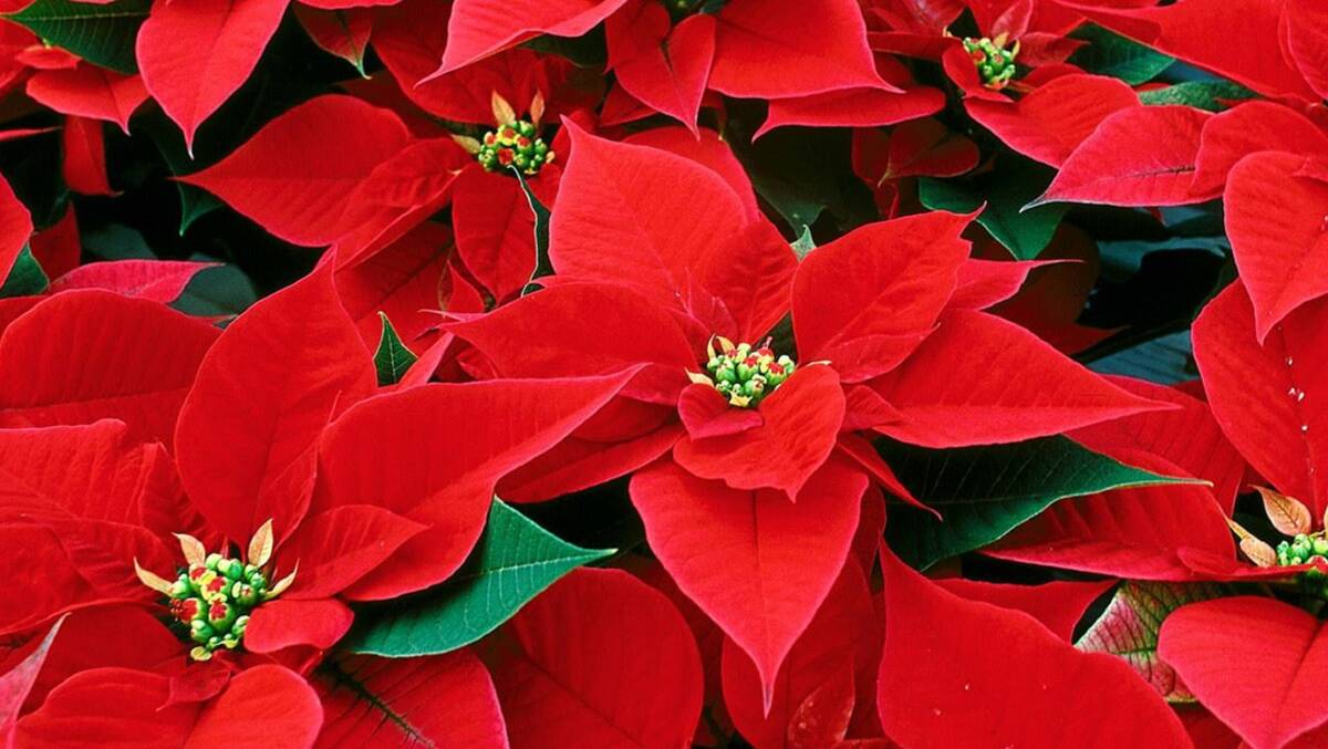 DAZZLING: At their best the sheer vibrancy of poinsettias in flower is a wonderful addition to any garden.  