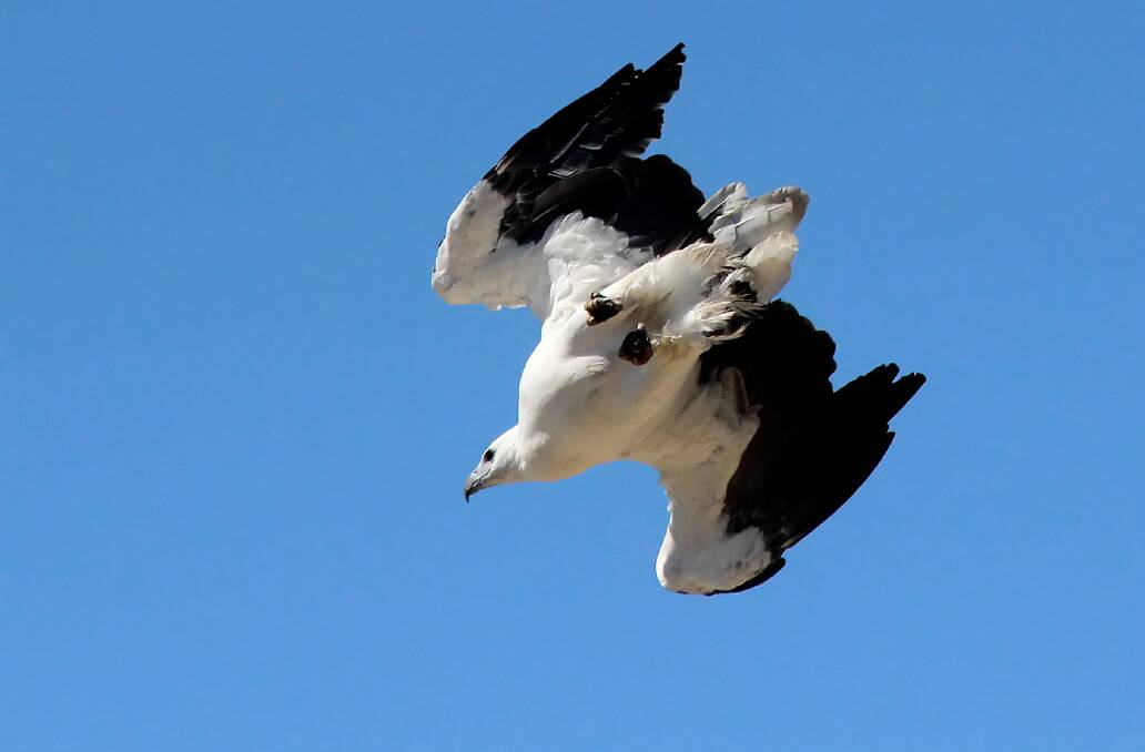 A Sea Eagle diving for prey.