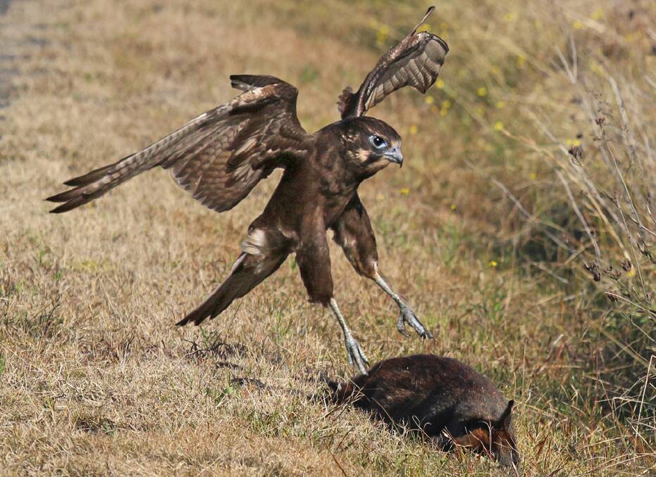 WORTH THE WAIT: The Brown Falcon was hesitant, but eventually returned to the kangaroos carcass.