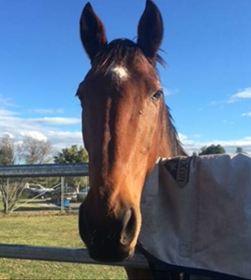 Nelson is a 12-year-old bay thoroughbred gelding standing at 16.2hh. He is a gentle giant who loves attention. The staff say he is a pleasure to work with.