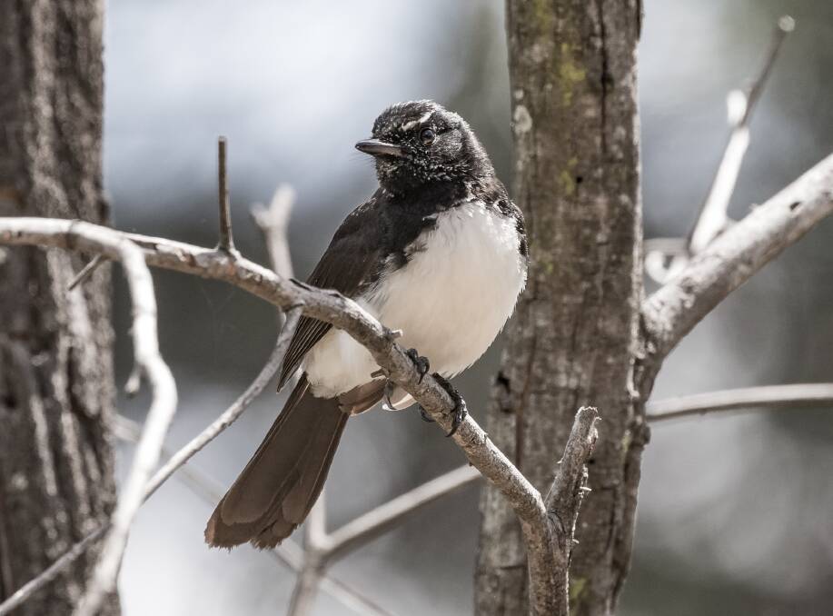 HEAR THE CALL: The sound of the Willie Wagtail is common throughout backyards in our region.  