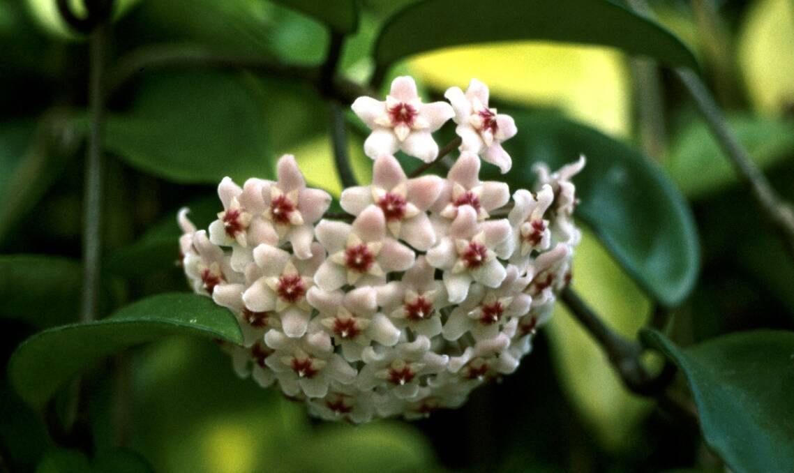 COMMON BUT BEAUTIFUL: Tho Hoya Carnosa produces flowers that vary from white through to a delicate pink, with a sweet perfume.