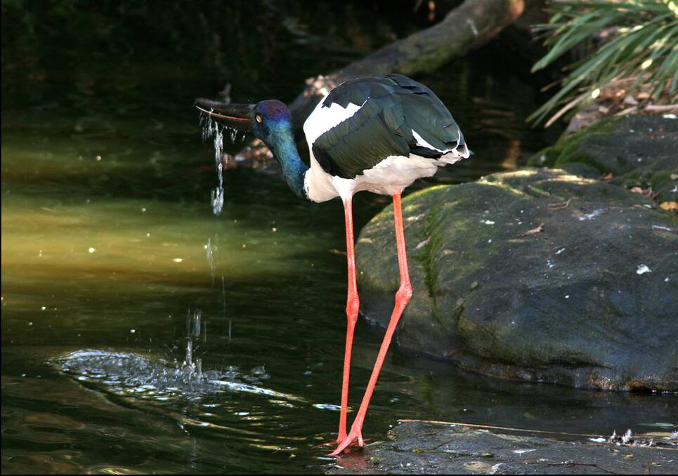 A Jabiru takes a drink at the top end.