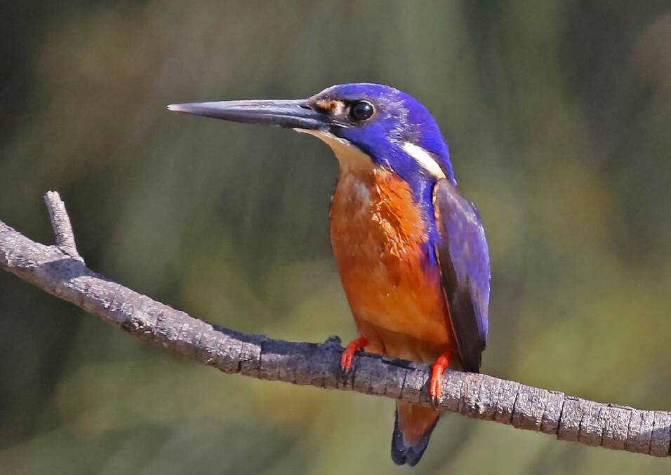 GOT YA: The Azure Kingfisher, which proved elusive and wouldn't come close enough for the killer image I was hoping.