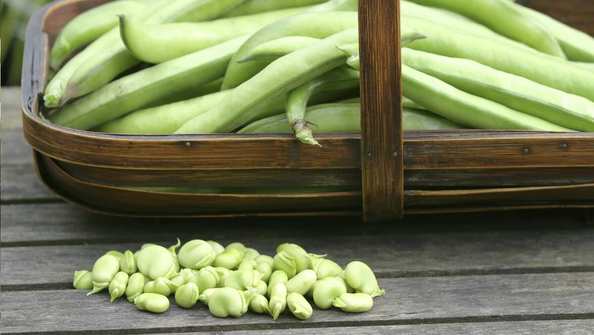PLANT NOW: Broad beans are one of a number of vegetable seedlings that can be planted now.