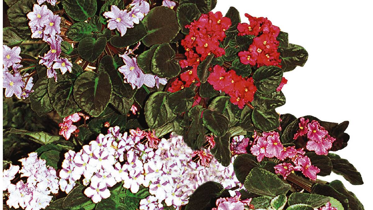 HARD TO SPOT: Indoor plants such as African violets can suffer from mealy bug.