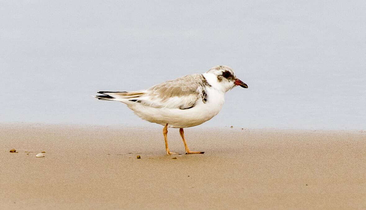 SPOTTED AT LAST: An immature Hooded Plover, the first confirmed spotting locally for decades.