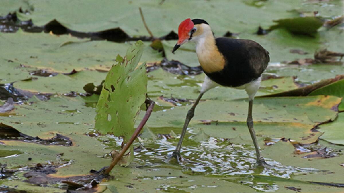 WALKING ON WATER: Jacanas are a common sight in far north Queensland, and if you show some patience, quite easy to photograph.