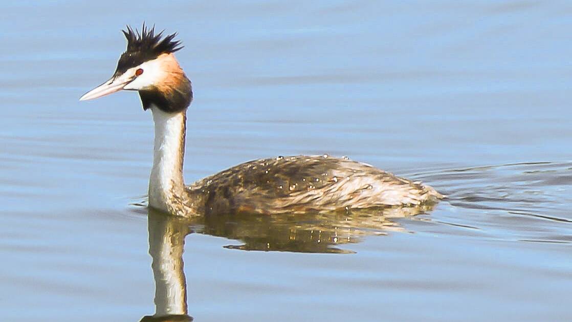 Our lovely Grebes and their battle with foxes