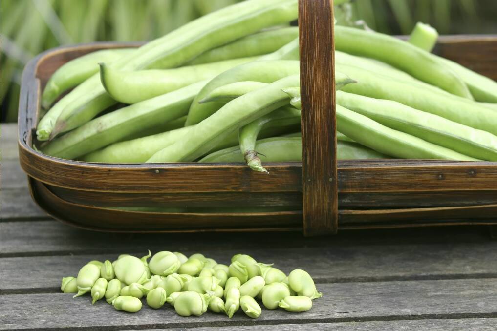 GET PLANTING: Regular harvesting of broad beans will result in an extended harvest period. 