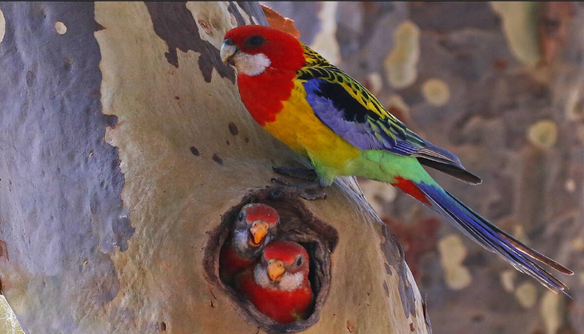 HEY DAD: The male Eastern Rosella at the nest with hungry chicks waiting. 