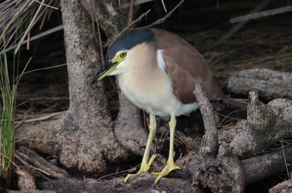 SURPRISE: A Night Heron searching for food at the edge of the lake, not  a common find. 