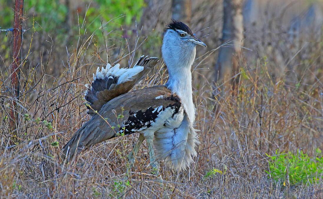 RIGHT SPOT, RIGHT TIME: A bustard with its wonderful plumage on full show.