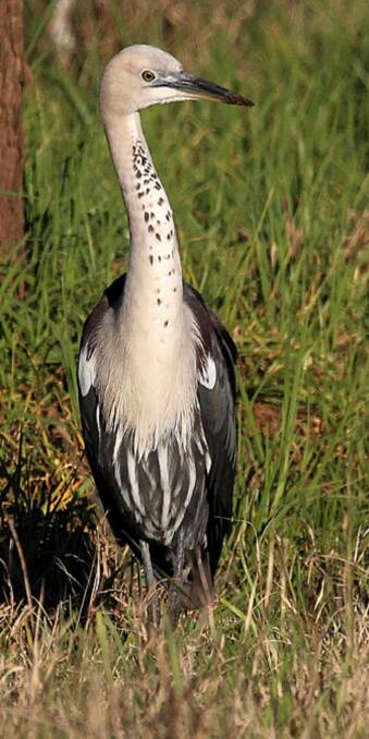 MAGNIFICENT FIND: What a great way to start the day of bird watching ... a Pacific Heron in full plumage.
