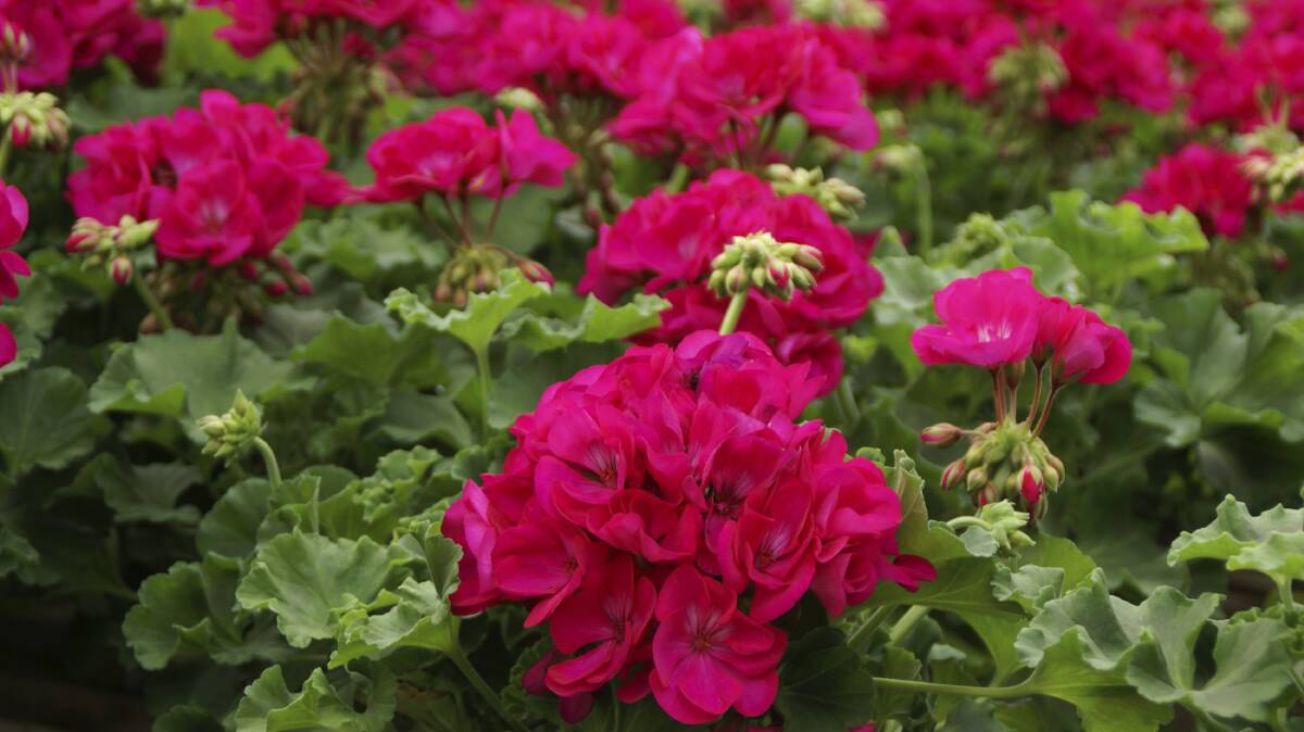 CUT BACK: It's time to give geraniums a trim so they have time to make new shoots, resulting in better flowering periods later in the year. Newer stems should be cut by about half their length. 