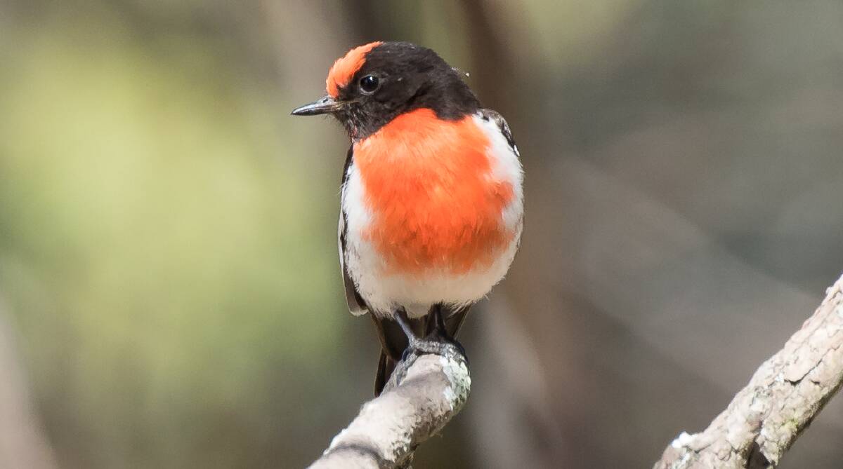 HEADING EAST: The male Red Capped Robin with its distictive red cap is normally found on the western side of the Great Dividing Range.