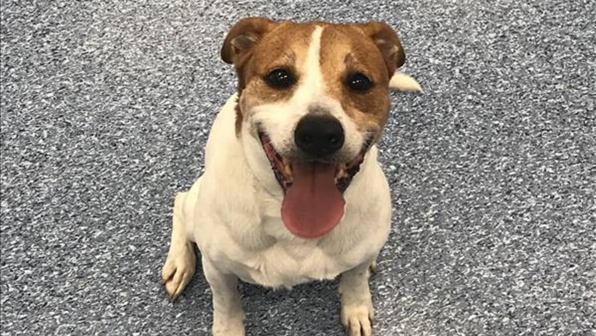 Gypsy is a lovable eight-year-old female staffy cross. Don't let her age fool you. She loves a walk and to be around people.