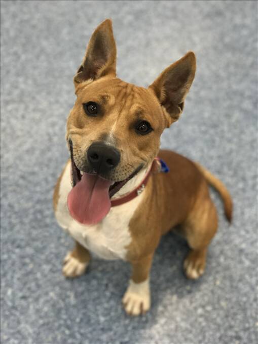 Felix is a 10-month-old staffy cross. He is very playful, loves going on walks and playing games. He needs an active family and doesn't like being left alone for long periods.