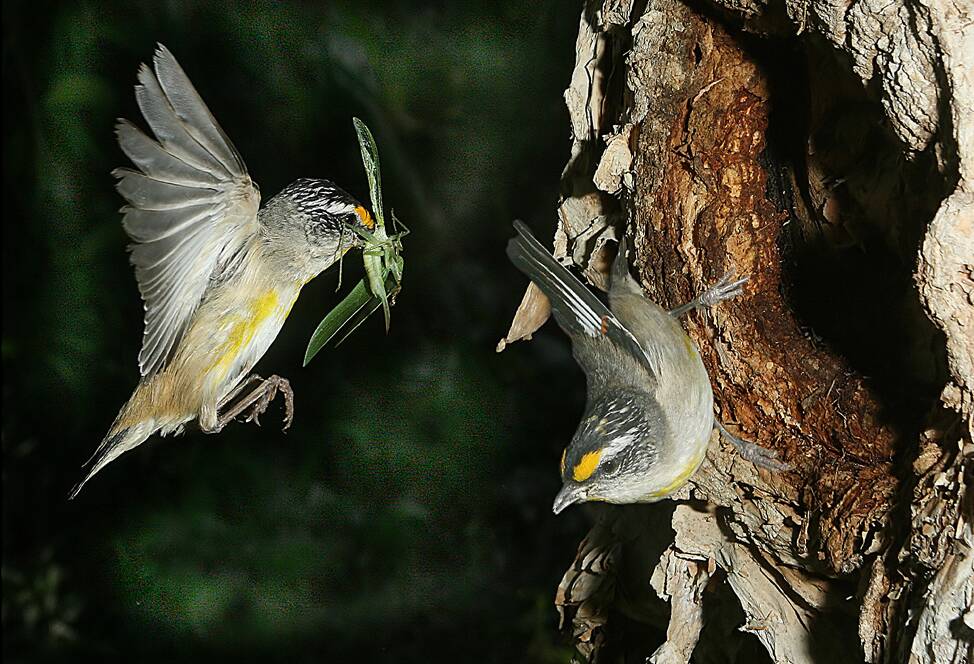 FEEDING: Striated Pardalotes at the nest hole.