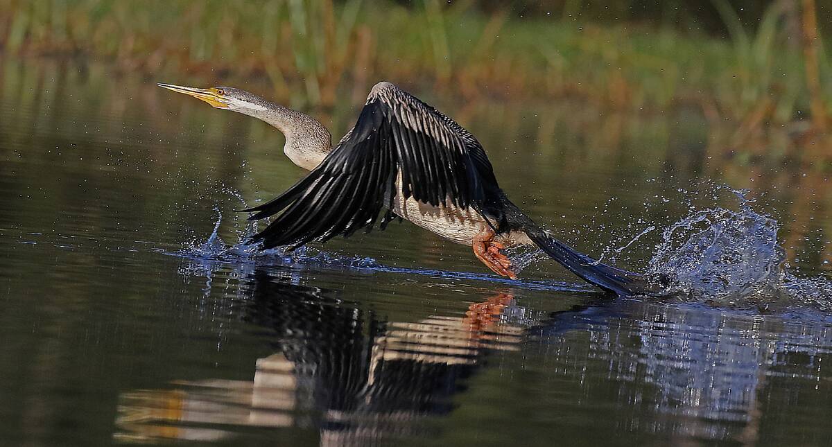 TAKE-OFF: A Darter takes to the air after drying its wings on a stump.