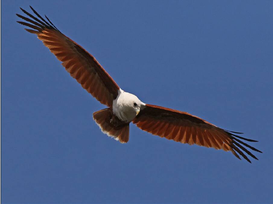 MAGNIFICENT: A Brahminy Kite sweeps past overhead looking for unsuspecting prey.
