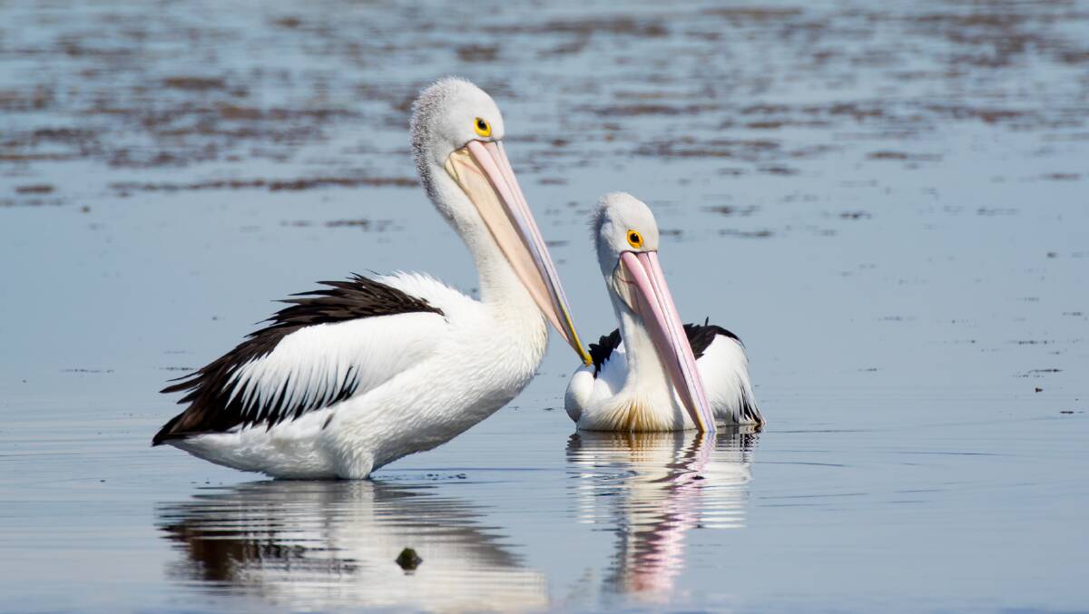 BELOVED BIRDS: The pelican is a common sight in Australian waterways with their trademark, over-sized bill and distinctive markings. This large bird can fly long distances using just the atmospheric thermals.