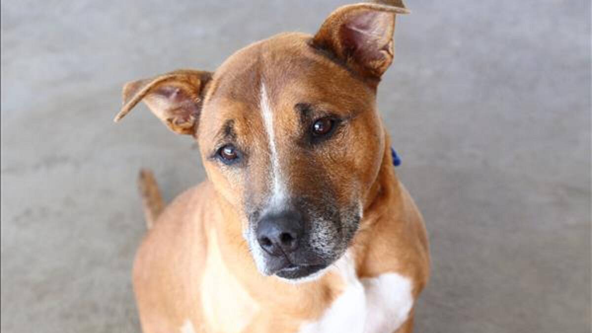 Pud is a nine-year-old Staffy cross. He is very friendly, loves a cuddle, but should be the only dog in the household.