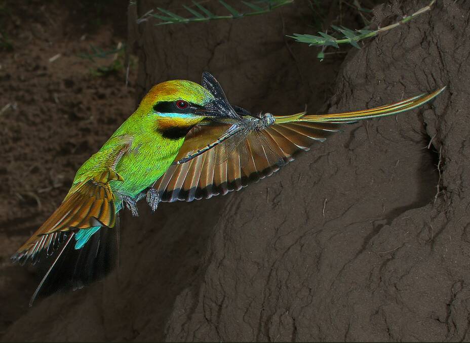HOME DELIVERY: A Rainbow Bee Eater takes a dragonfly to the nest, a hole in the river bank. 