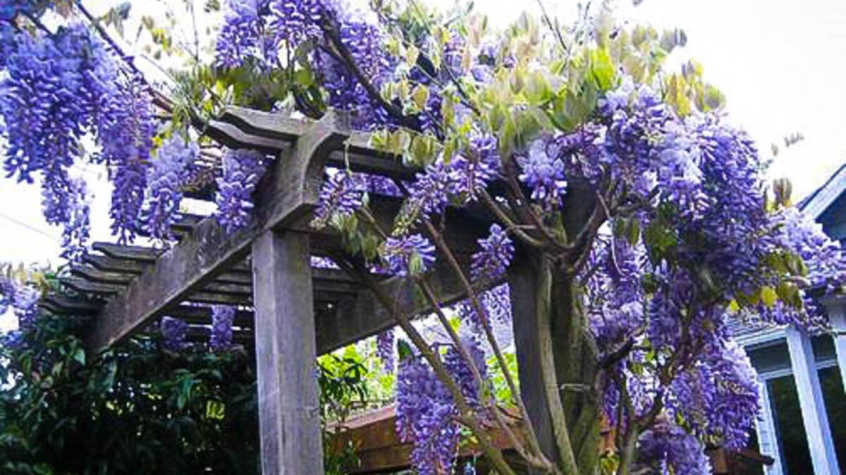 GROWTH: Well-fertilised wisteria plants can quickly establish a strong framework. Application to mature plants should be reduced, as this encourages more flowers.