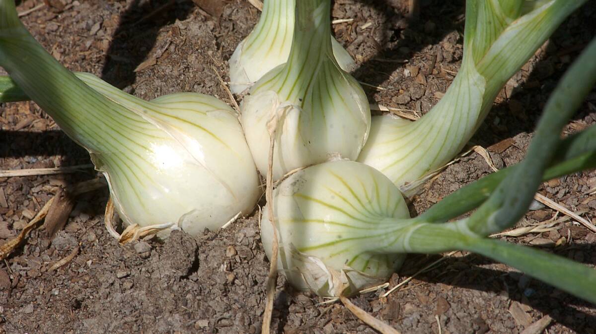 A TREAT: Onions prefer soil that is fertile and slightly acidic, so adding  dolomite to the soil prior to planting will help.