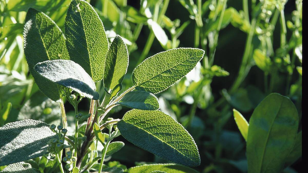 JUST A SALVIA AT HEART: Sage, one of our most popular herbs for cooking, is a variety of salvia. 
