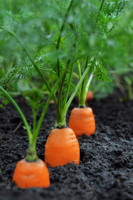 TASTY ALTERNATIVE: Carrots grow best in soil that has not been over-fertilised.