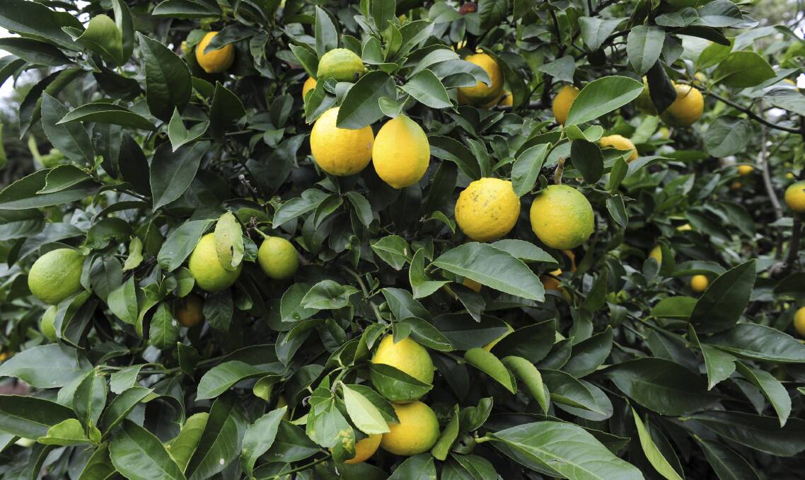 WELCOME ADDITION: These days backyard gardeners are spoilt for choice with the range of citrus plants plants available.