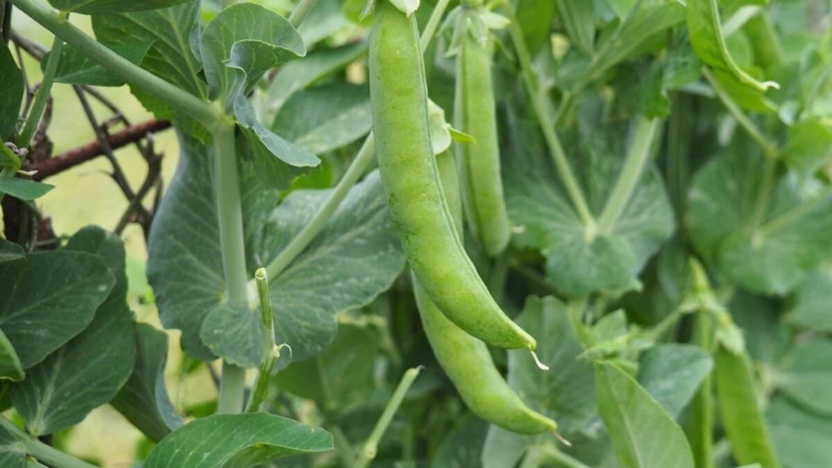 A TREAT: There are few better things for the gardener than to enjoy a handful of peas straight from the pod.