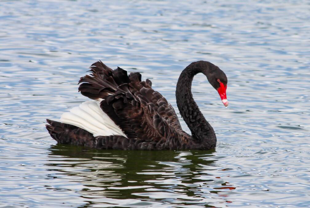 DISTINCTIVE:  The black swan has a bright red bill with a white tip, in stark contrast to its black colouring.