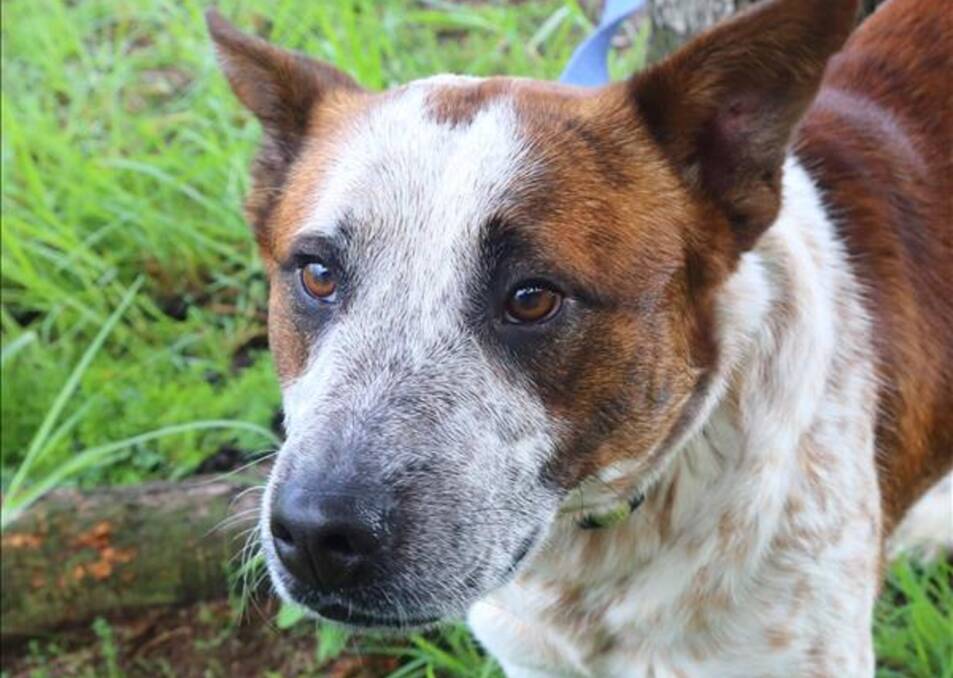 Meet Bear, a red cattle dog aged two. He will need an active family and as he is intelligent, will need stimulation to keep him occupied.