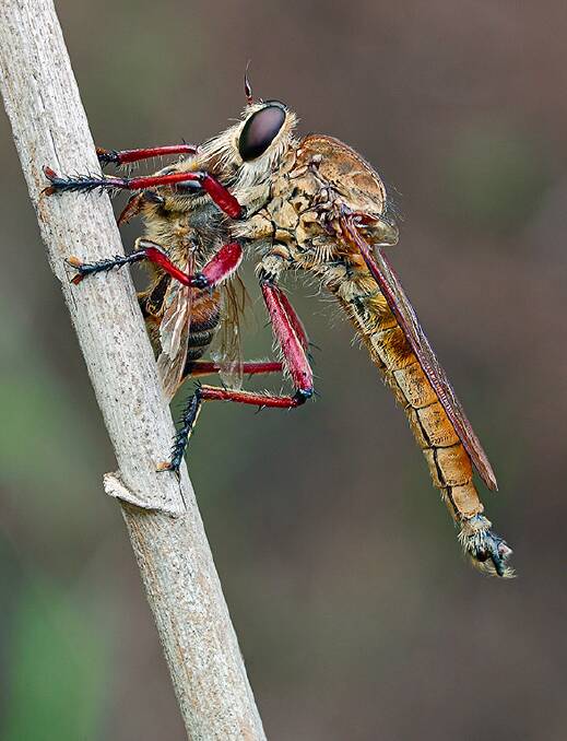 A Robber Fly with a bee.