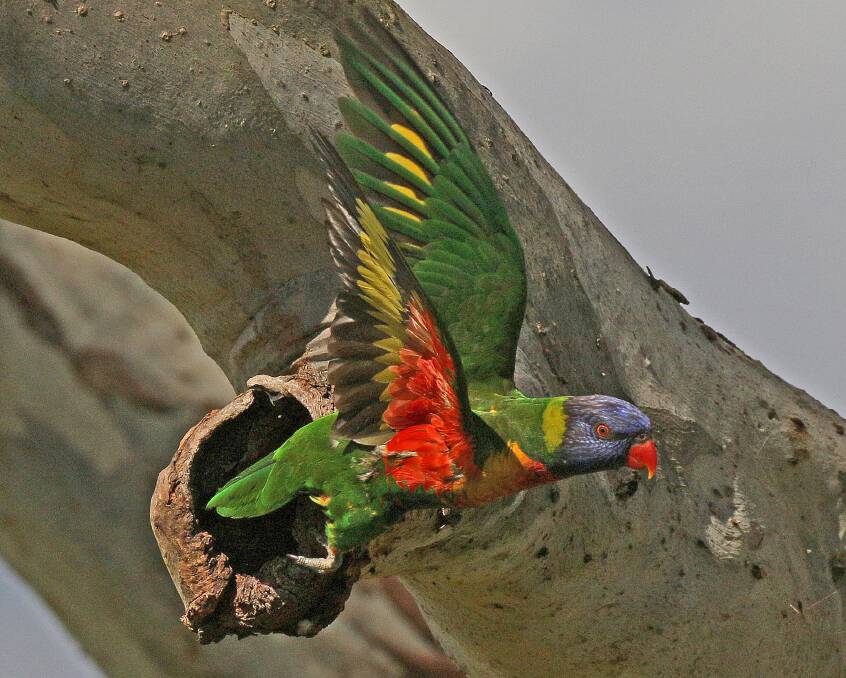 A Rainbow Lorikeet leaves the nest site.