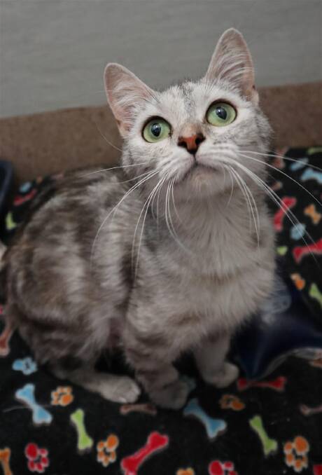 Elayna is one year old, a beautiful silver tabby / tortoiseshell. She loves people and curling up on a warm lap. 