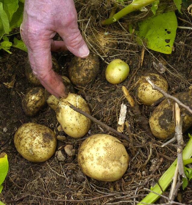 GET PLANTING: If you plant seed potatoes now you should be right for a bumper crop later in the year.