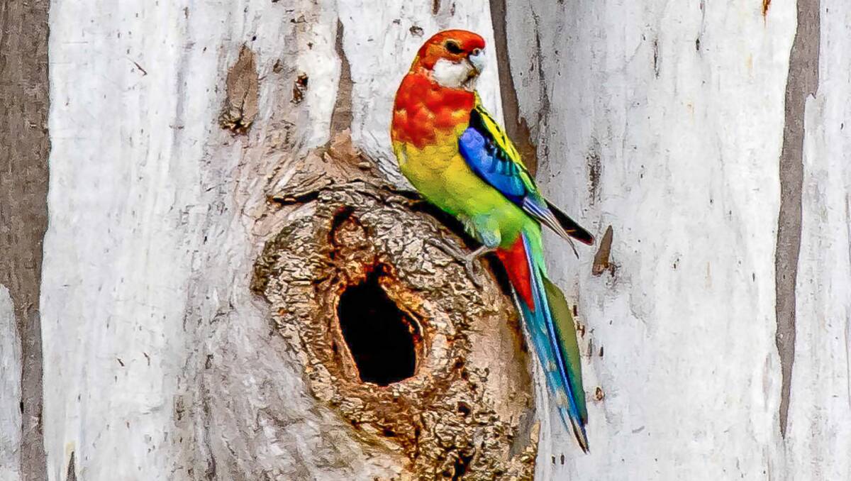 BUSH HARLEQUINS: The stunning Eastern Rosella is possibly our nation's most colourful bird and a truly iconic avian species. 