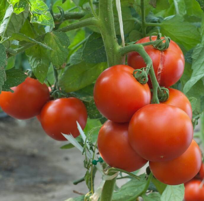TASTY CROP: Some basic maintenance and upkeep of your tomatoes will help ensure you don't lose your fruit to pests just as it's ripening. 